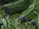 北京新发地部分菜价上涨30%